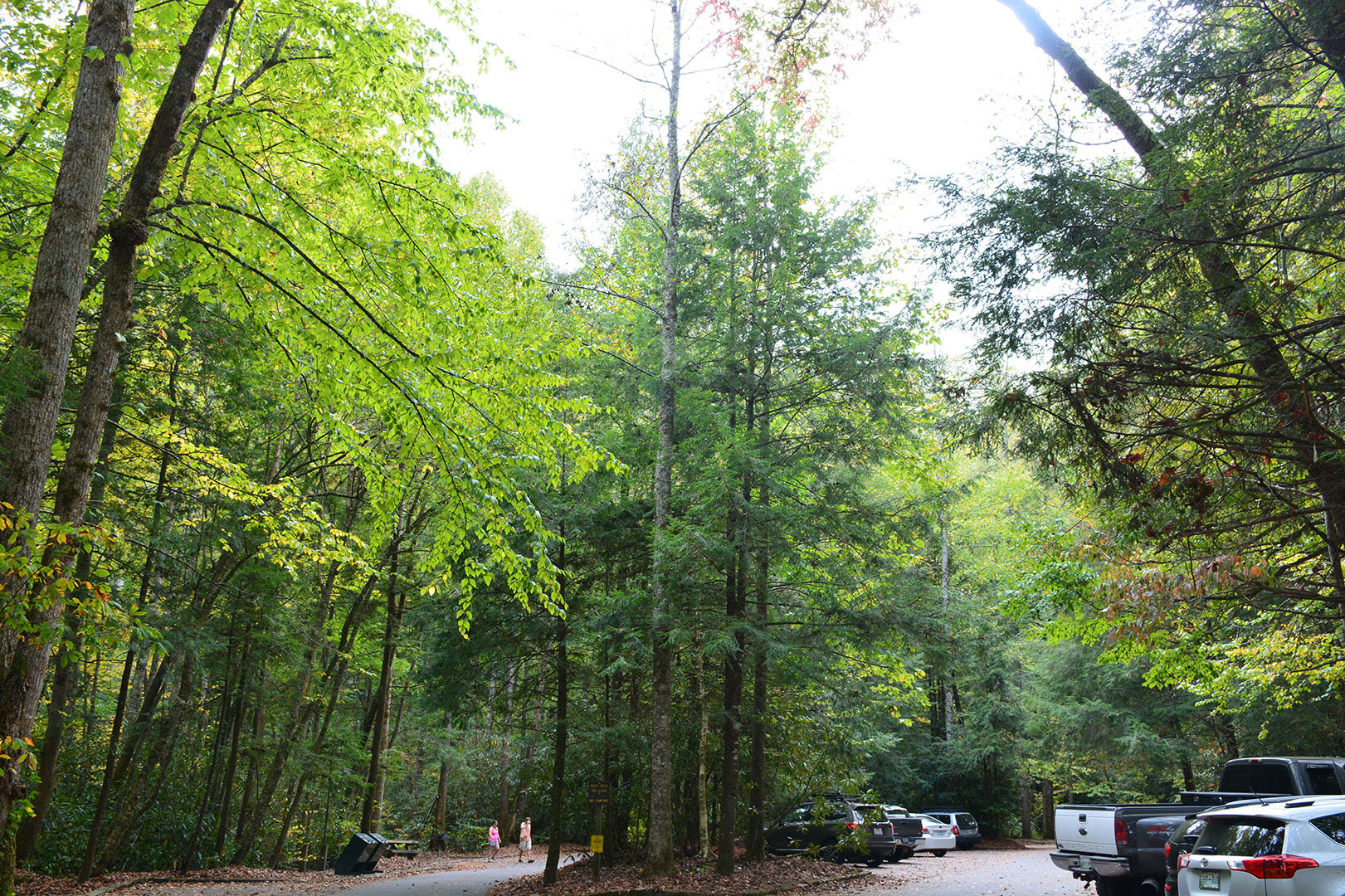 Camping near joyce kilmer memorial clearance forest